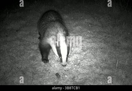 ```Dachs, der nachts auf der Suche ist Stockfoto